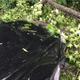 Illustration for article titled Crazy weather + trees + dealer lot = this...
